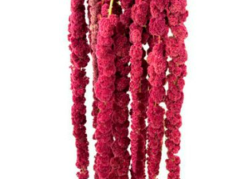 Amaranthus