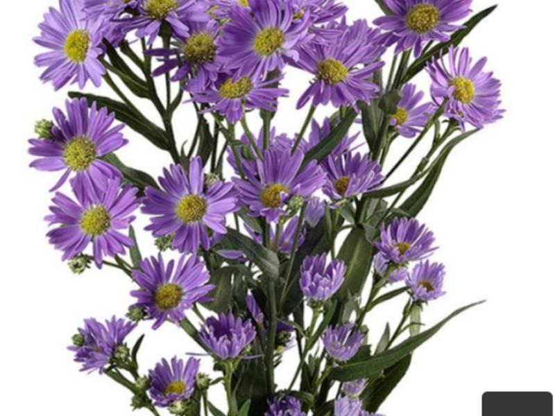 Aster